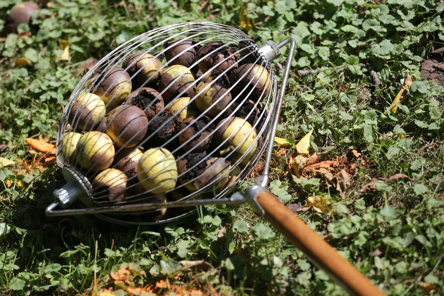 J's Black Walnuts